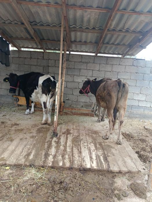 Саүлы сиыр сатылады