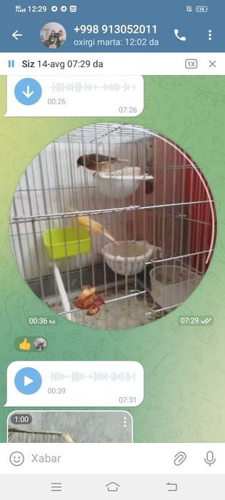 Kanarekalar sotiladi