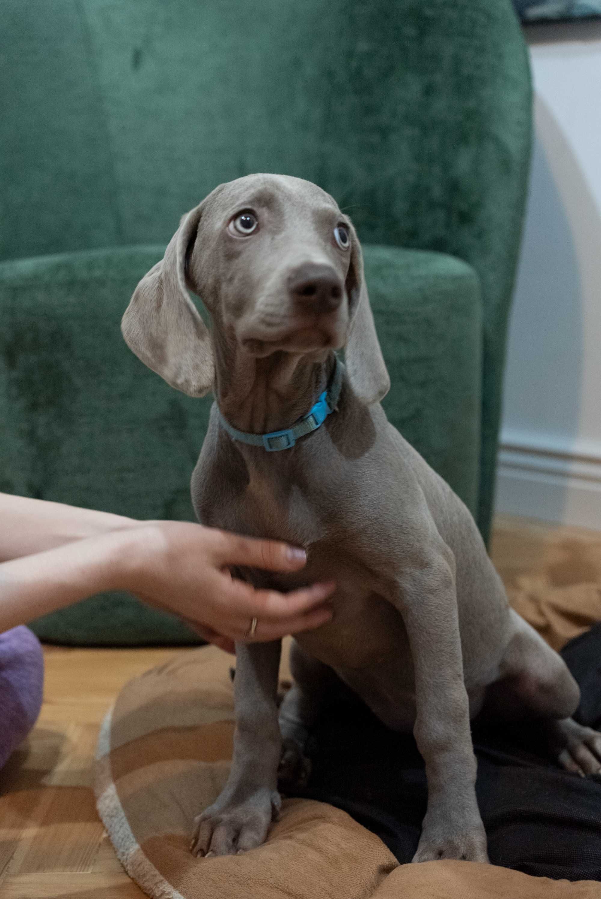 Vând pui brac de Weimar | catel Weimaraner rasa pura