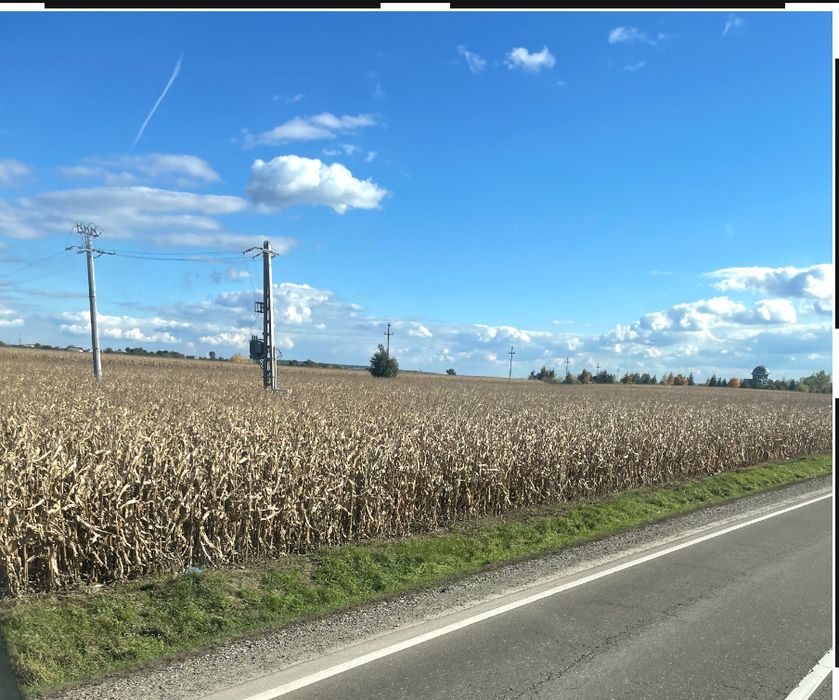 Floarea soarelui porumb boabe