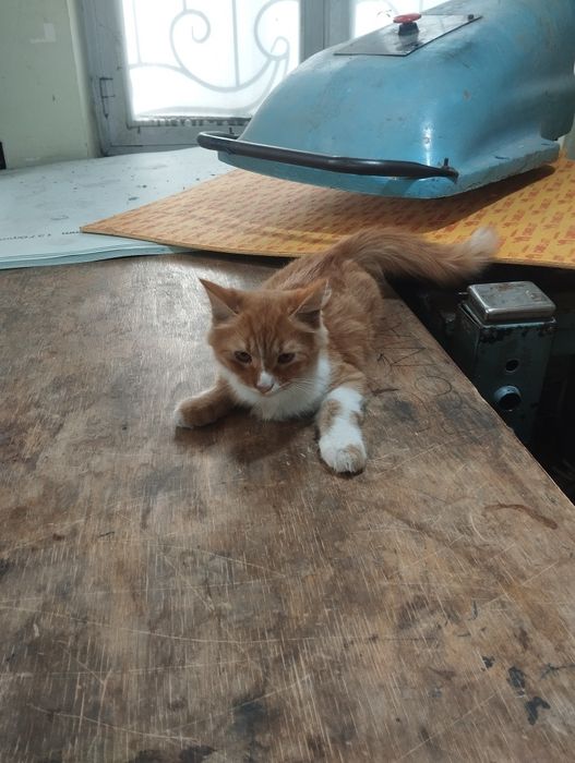 Mushuk sotiladi uy mushugi