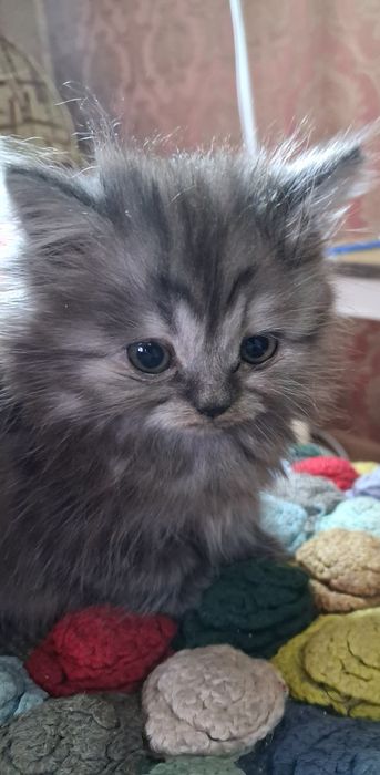 Чистокровная шотландская девочка