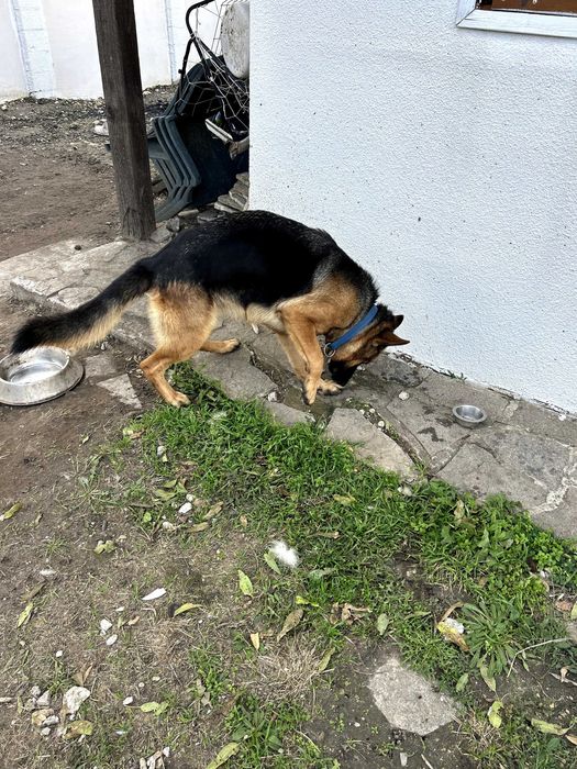 Немска овчарка с родословие