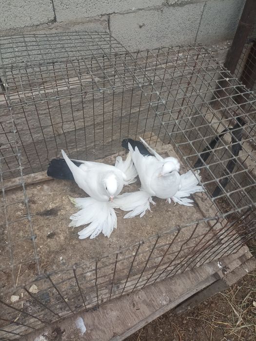 Продам чернохвостых персов