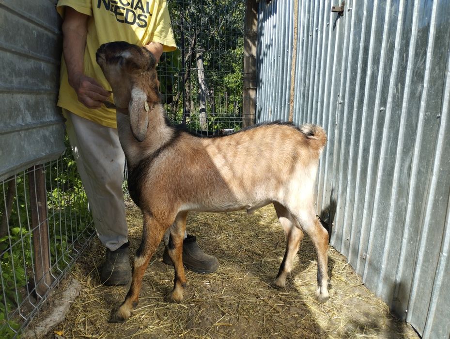 Masculi alpina franceza și anglonubiana
