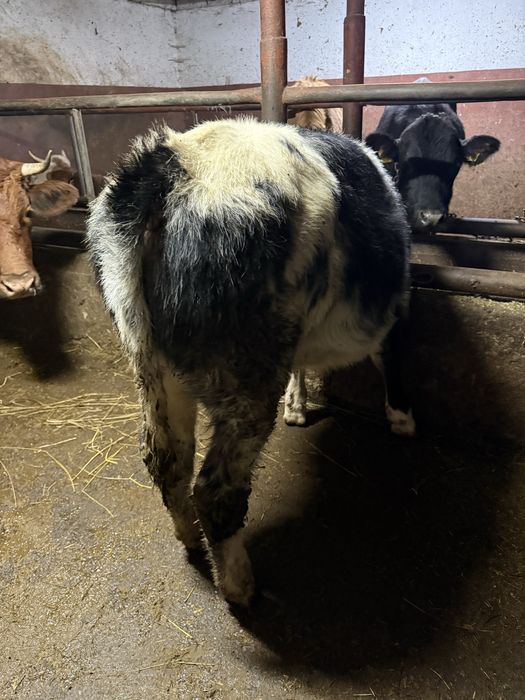 Vand doi viteii belgieni de 5 luni bucata