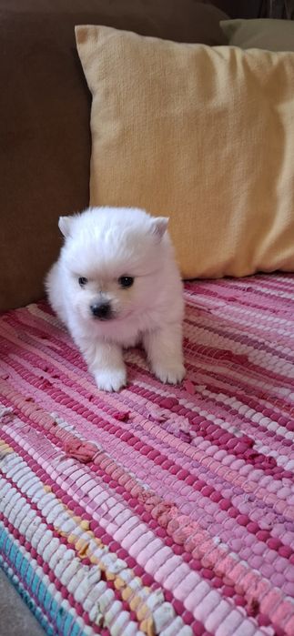 Мини Померанчета