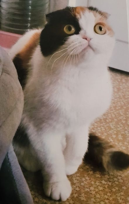 Любителям веслаухих кошек