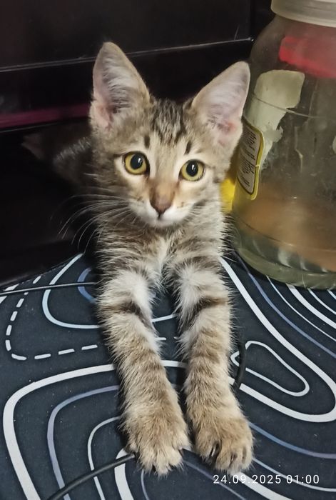 Котёночек в добрые руки