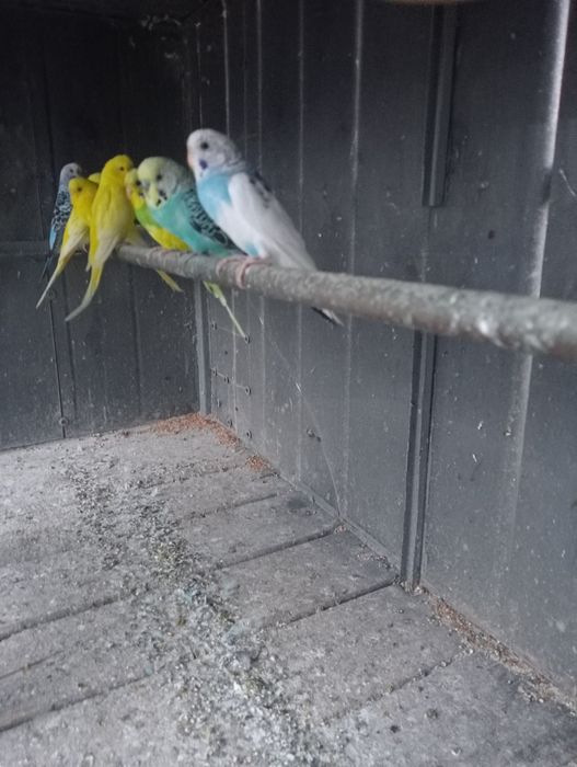 Schimb perușii  cu păsări talie mica