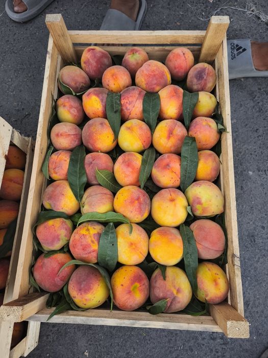 Самарканд Шредер кучатлари ишончли ва сифатли