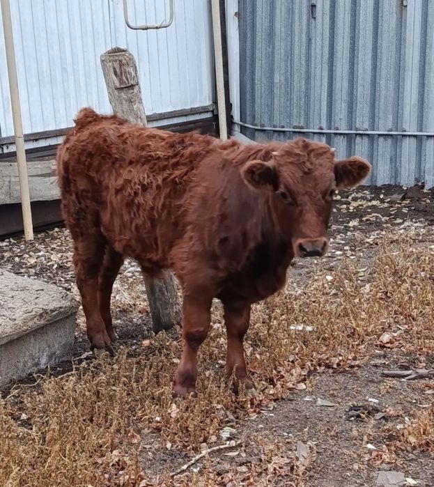 Продам бычка подсосного
