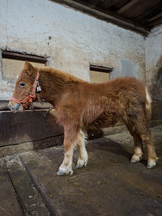 Vând mânză de ponei talie mică