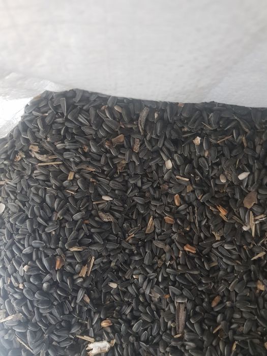 Vând floarea soarelui