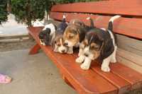 Beagle tricolori jucăuși