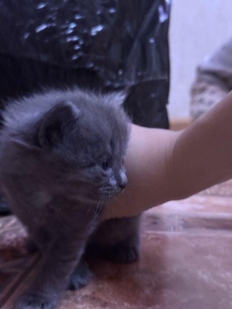 Отдам даром котят