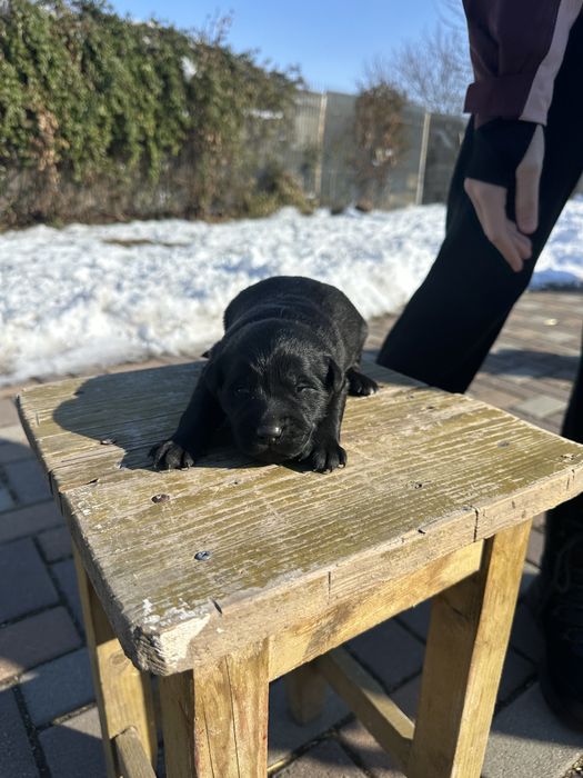 pui de adoptat (metis golden retriever