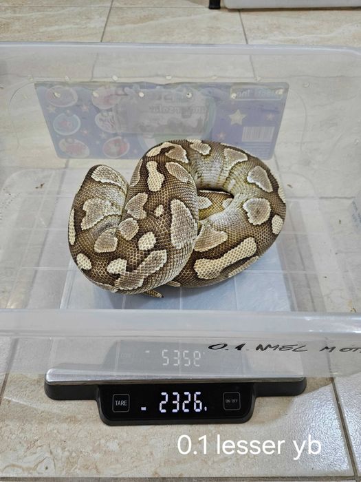 Vând Pitoni Regali Cluj