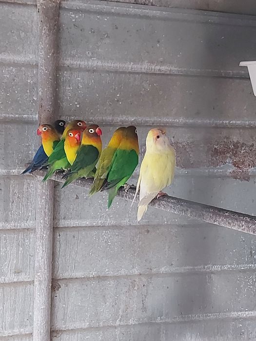 Pasari exotice , papagali nimfe diferite culori , agapornis , turturel