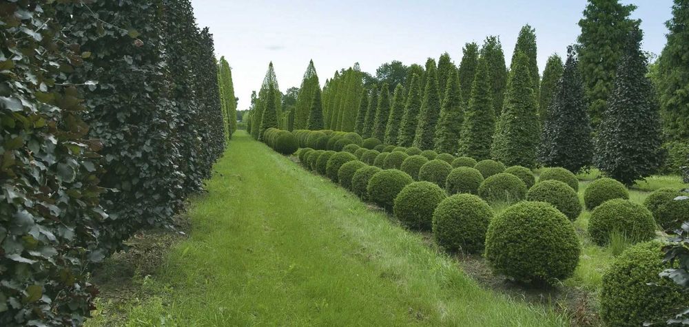 Лиственные деревья, саженцы, посадка, озеленение, уход за садом