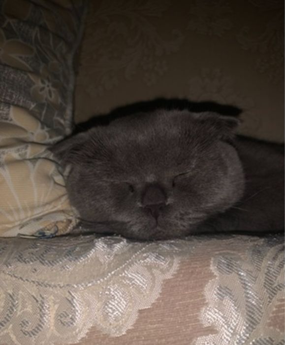 Кошку в хорошие руки