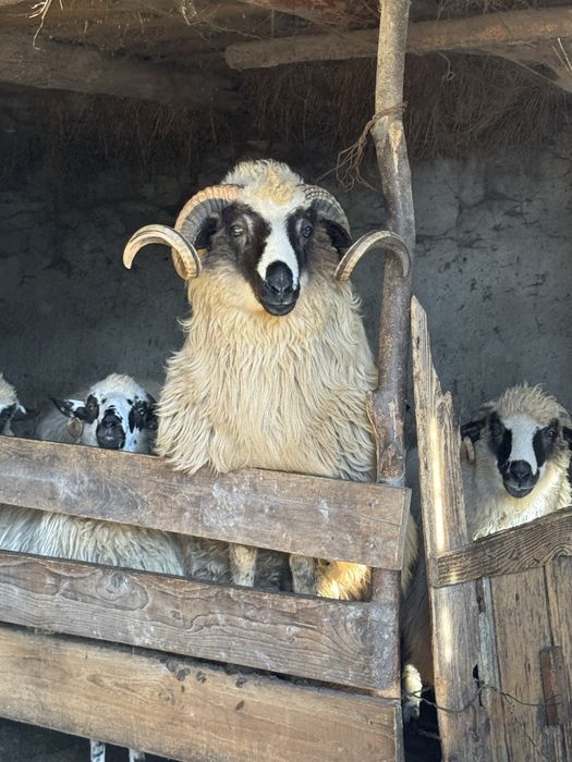 Vand berbec de un an jumate