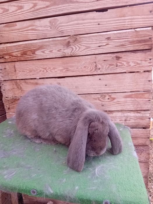 Vand sau schimb iepuri berbec german