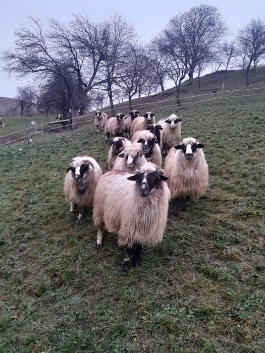 Vind oi breza tinere