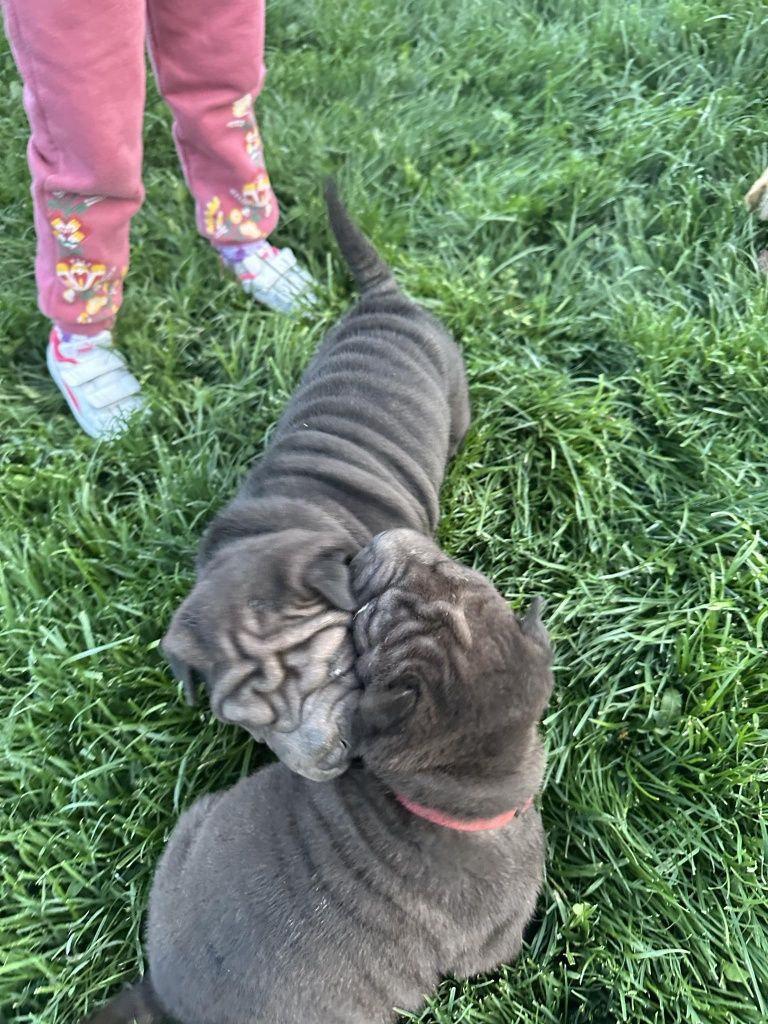 Shar pei cuminti