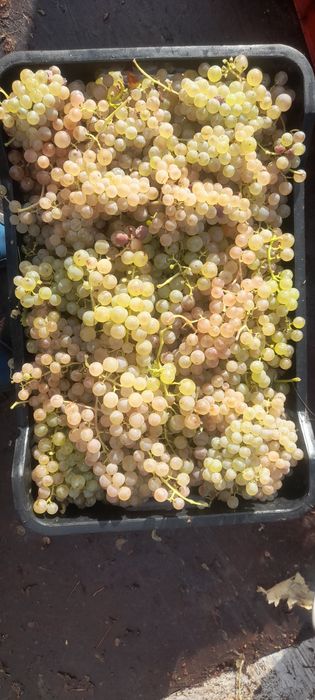 Avem struguri de vin de cea mai analta calitate