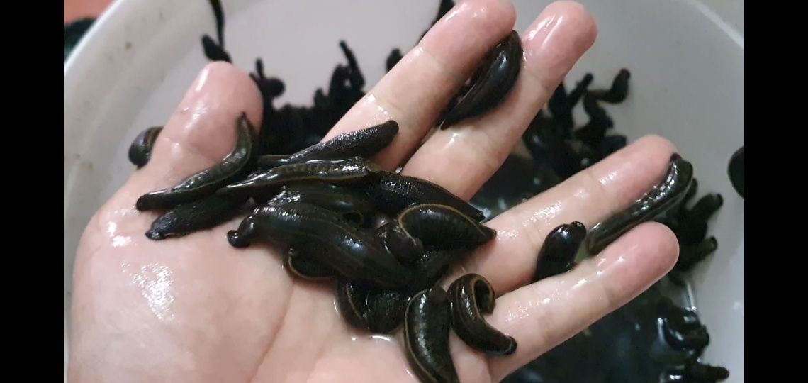 Зулук хизмат бор
