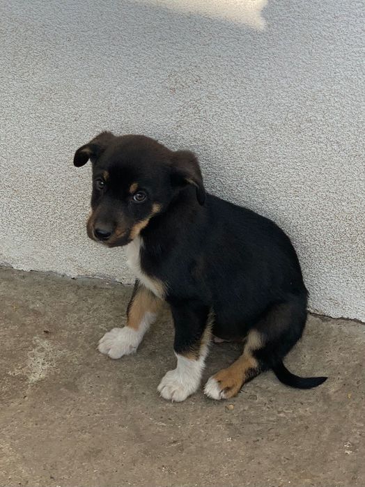 Donez pui de câine mix de ciobănesc german, rottweiler şi metiş