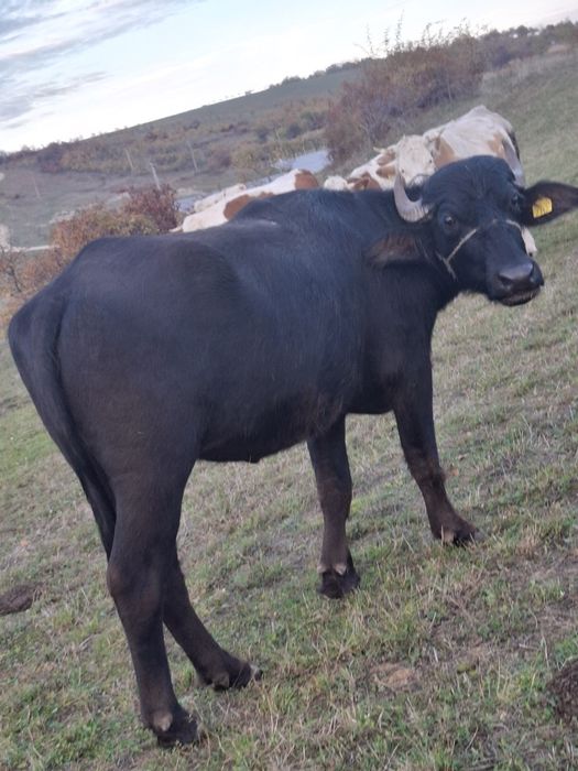 Vând jurnică de bivol