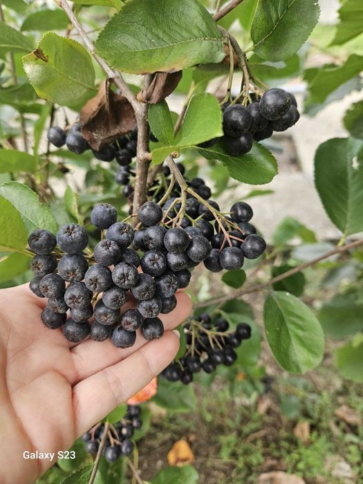 Nuc Chandler Aluni Nectarin Pruni Visin Paulownia  Coacaz  Aronisa Tei