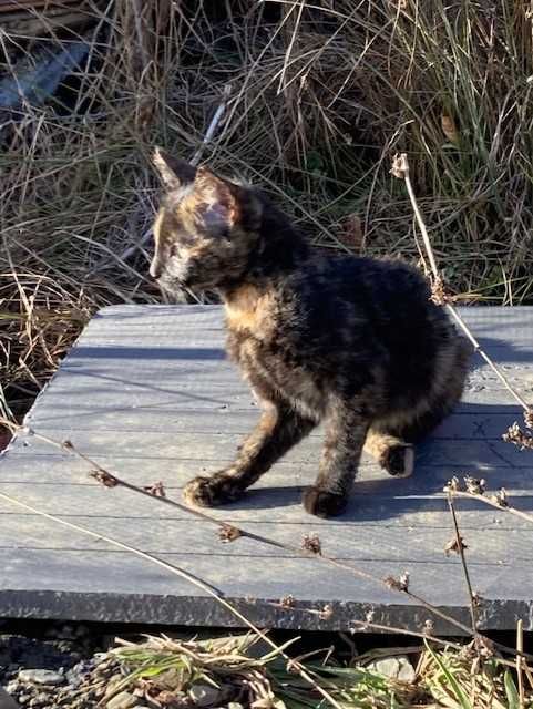 Donez pisica - pentru adoptie