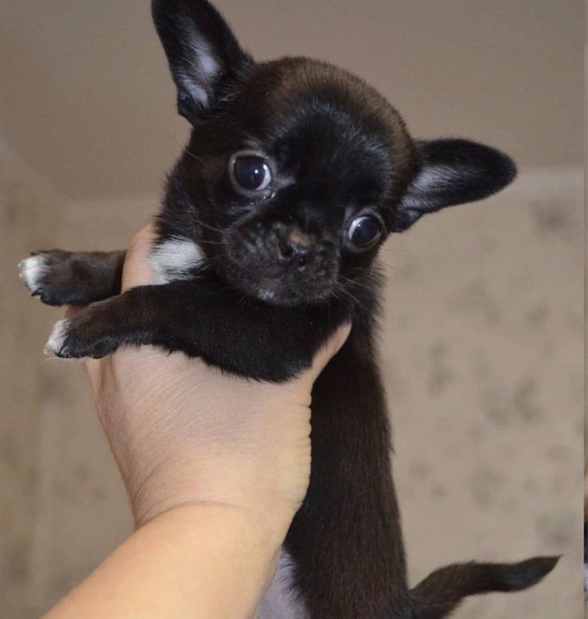 Femela din rasa CHIHUAHUA disponibila!