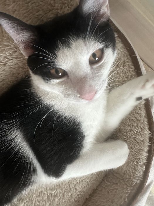 Simpaticul isi cauta o familie