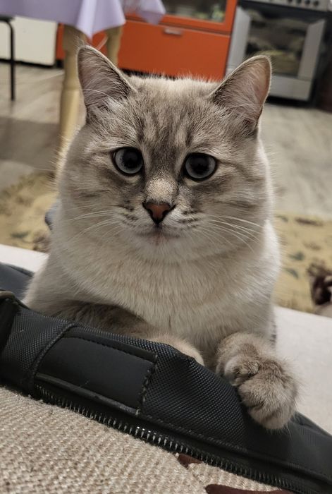 Отдам только в добрые руки