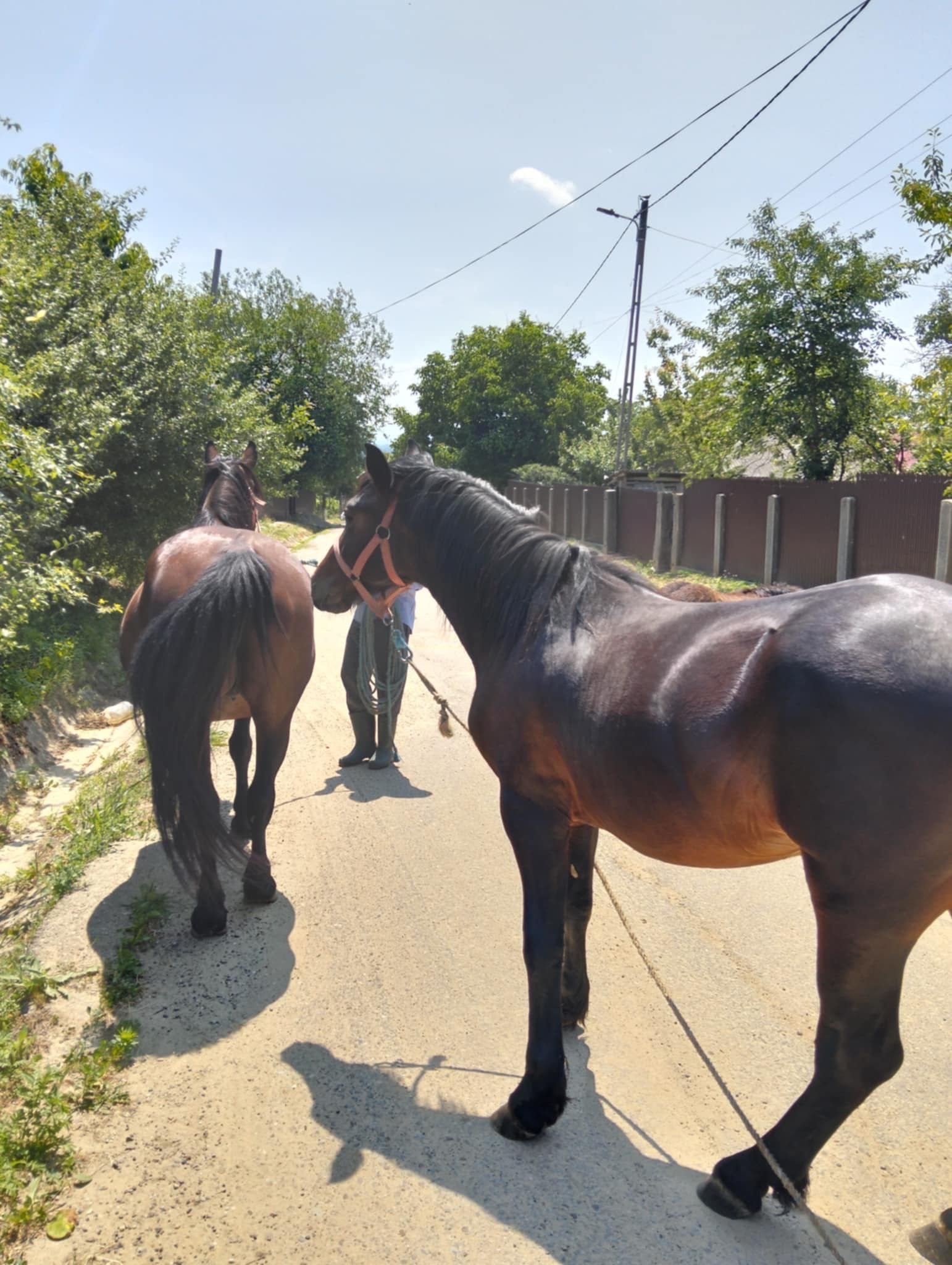 Vând iapă cu armăsar de un an și mânză de anul ăsta