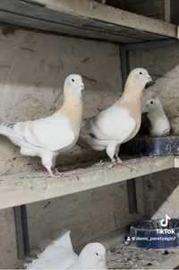 Продам пару сирийских голубей!