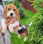 Pui beagle mascul