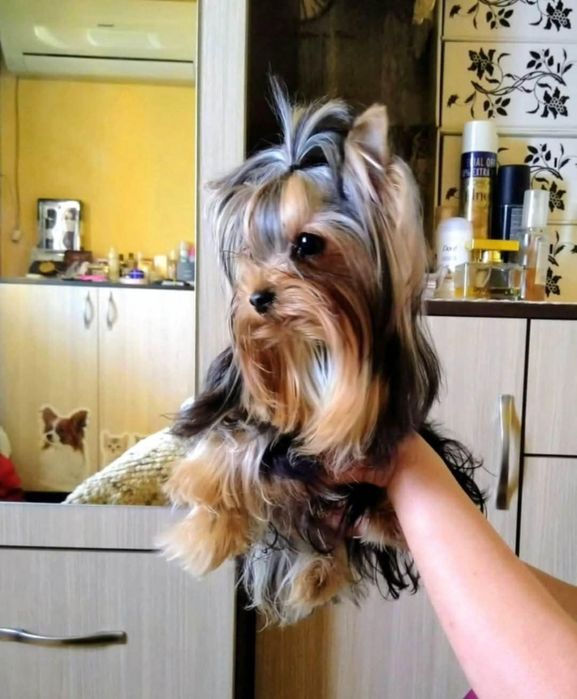 Мини Йоркширски териер