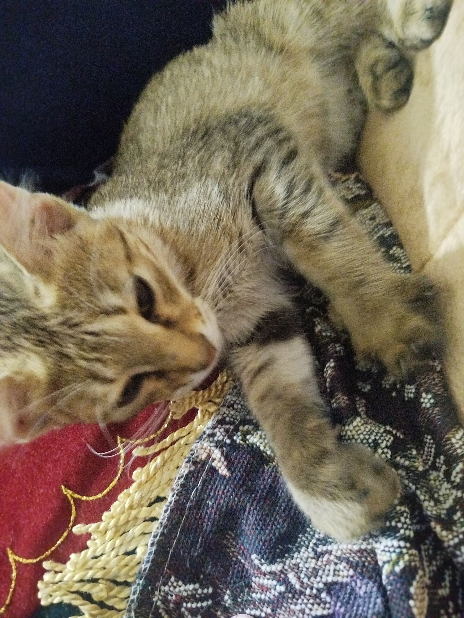 Кот, приучен к лотку