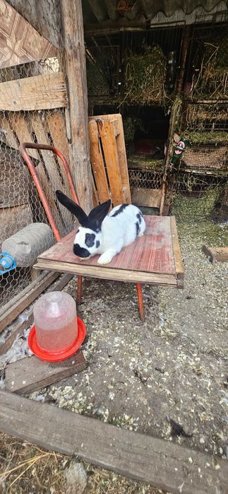 Diaponibili 2 masculi fluture german