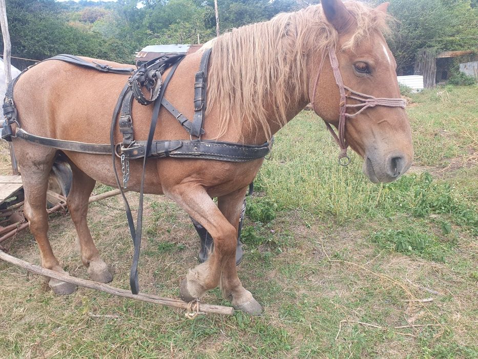 Vând iapă cuminte, foarte bună de muncă