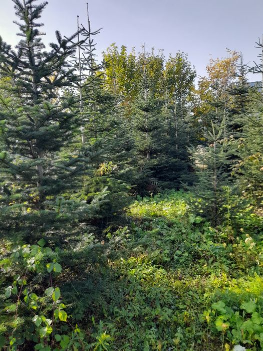 Braz verzi și arginti la balot