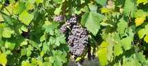 Vand struguri dulci rosioara pentru vin