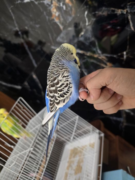Волнистый попугай ручной