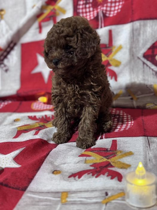 Пудел  Той  Пудел