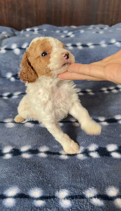 Мини пудели търсят стопани